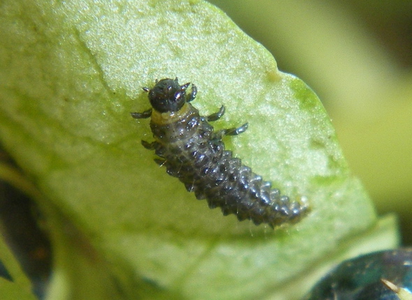 Phaedon cochleariae (Chrysomelidae)